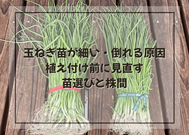 玉ねぎ苗が細い・倒れる原因|植え付け前に見直す苗選びと株間