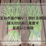 玉ねぎ苗が細い・倒れる原因|植え付け前に見直す苗選びと株間