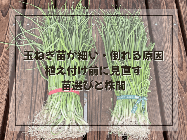 玉ねぎ苗が細い・倒れる原因｜植え付け前に見直す苗選びと株間