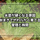 水菜が硬くなる原因|秋まきでやわらかく育てる水分管理と株間