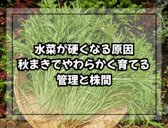水菜が硬くなる原因|秋まきでやわらかく育てる水分管理と株間