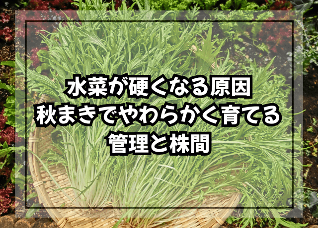 水菜が硬くなる原因|秋まきでやわらかく育てる水分管理と株間
