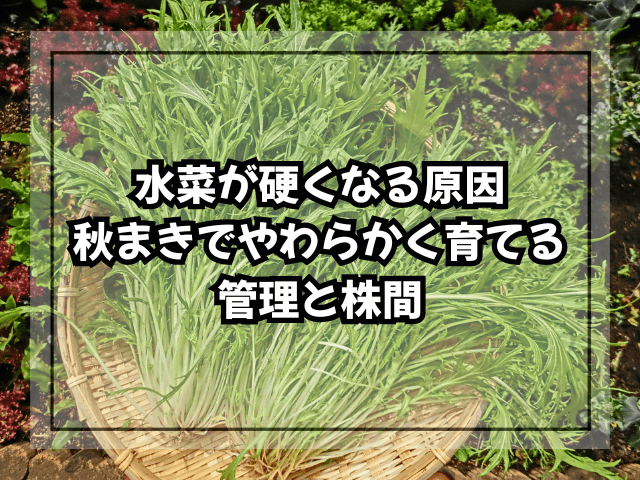 水菜が硬くなる原因｜秋まきでやわらかく育てる水分管理と株間