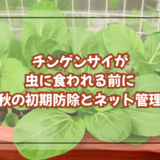 チンゲンサイが虫に食われる前に|秋の初期防除とネット管理