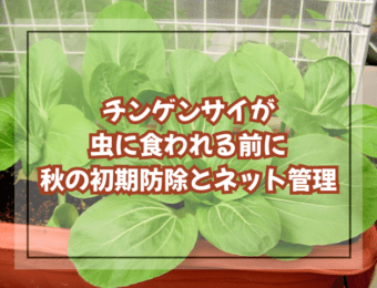 チンゲンサイが虫に食われる前に|秋の初期防除とネット管理