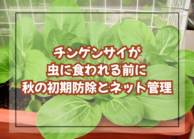 チンゲンサイが虫に食われる前に|秋の初期防除とネット管理