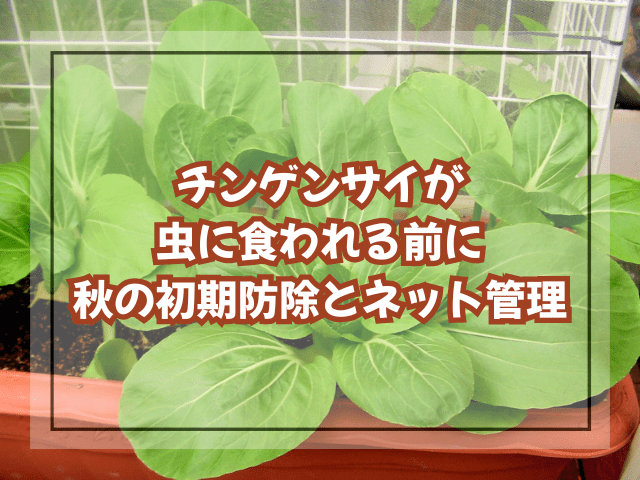 チンゲンサイが虫に食われる前に｜秋の初期防除とネット管理