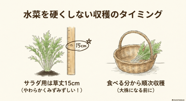 水菜を硬くしない収穫のタイミング