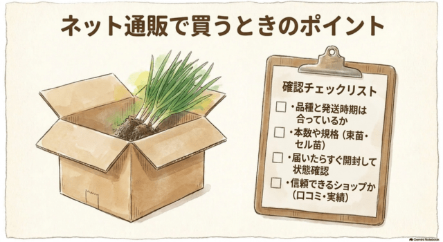 玉ねぎ苗をネット通販で買うときのポイント
