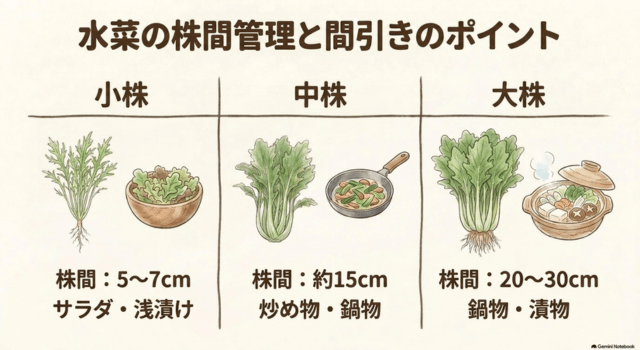 水菜の株間管理と間引きのポイント