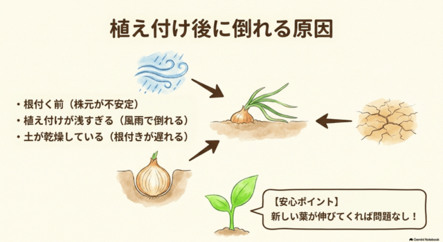 植え付け後に玉ねぎ苗が倒れる主な原因