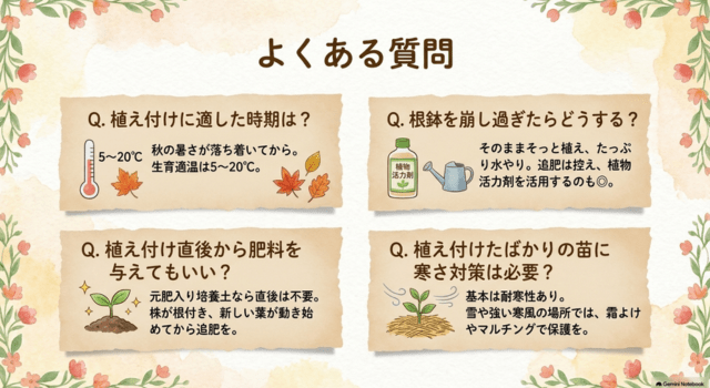 ビオラの植え付けでよくある質問