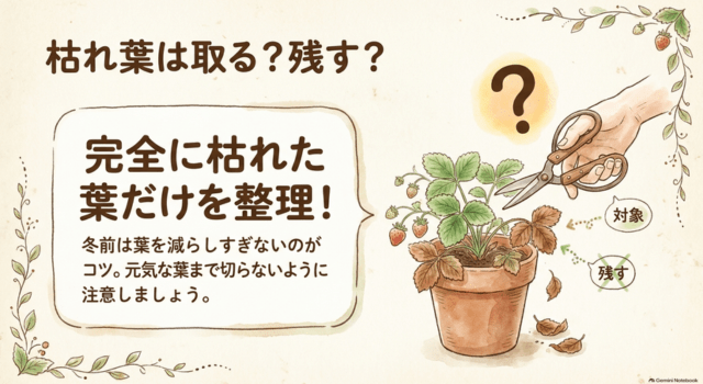 イチゴの枯れ葉は取る?残す?見分け方