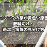 ニンニクの芽が黄色い原因|肥料切れ・過湿・病気の見分け方