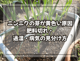 ニンニクの芽が黄色い原因|肥料切れ・過湿・病気の見分け方