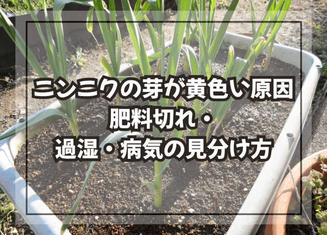 ニンニクの芽が黄色い原因|肥料切れ・過湿・病気の見分け方