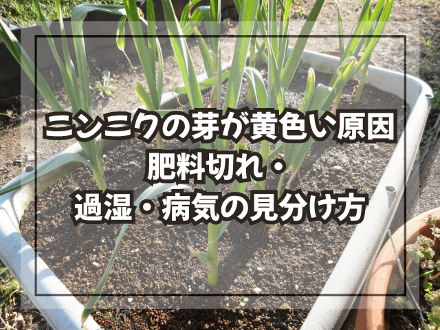 ニンニクの芽が黄色い原因｜肥料切れ・過湿・病気の見分け方