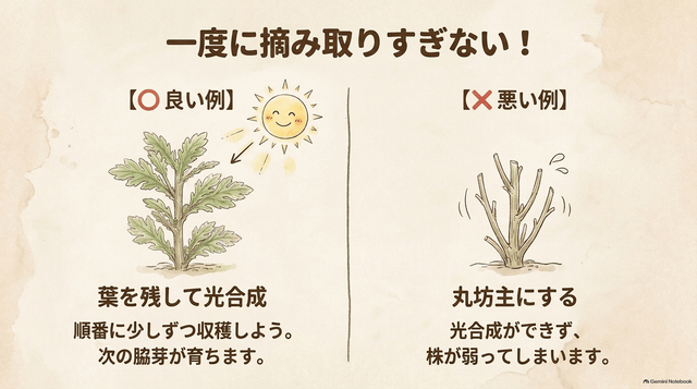 一度に摘み取りすぎない