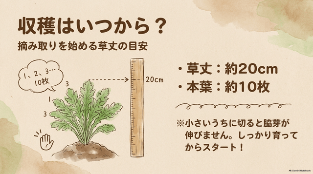 春菊の摘み取り収穫はいつから_収穫時期と草丈の目安
