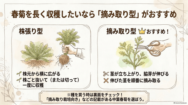 春菊を長く収穫したいなら_摘み取り型_がおすすめ