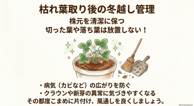 枯れ葉取り後の冬越し管理