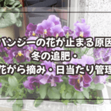 パンジーの花が止まる原因|冬の追肥・花がら摘み・日当たり管理