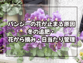 パンジーの花が止まる原因|冬の追肥・花がら摘み・日当たり管理