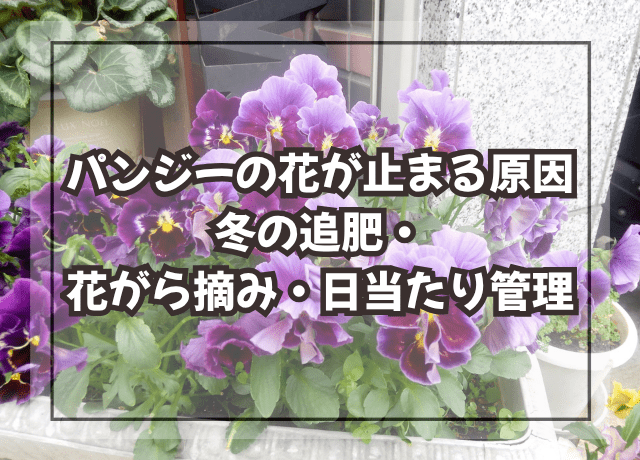 パンジーの花が止まる原因|冬の追肥・花がら摘み・日当たり管理