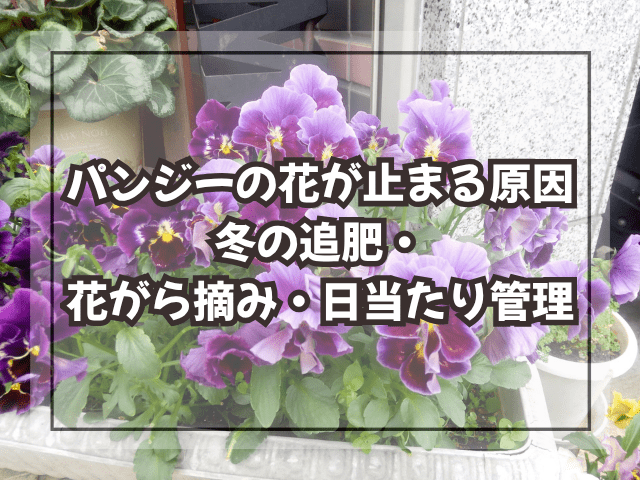 冬の玉ねぎ苗が消える原因｜霜柱・乾燥・根浮きの対策チェック