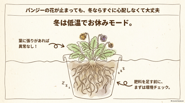 パンジーの花が止まっても、冬ならすぐに心配しなくて大丈夫