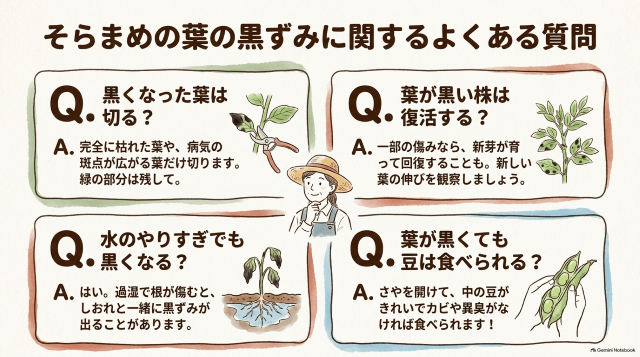 そらまめの葉の黒ずみに関するよくある質問