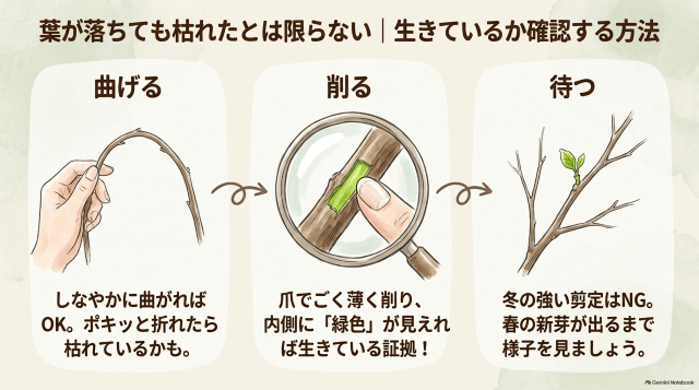 葉が落ちても枯れたとは限らない|生きているか確認する方法