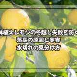 鉢植えレモンの冬越し失敗を防ぐ|落葉の原因と寒害・水切れの見分け方