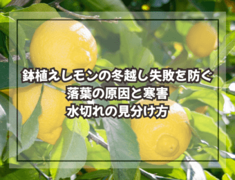 鉢植えレモンの冬越し失敗を防ぐ|落葉の原因と寒害・水切れの見分け方