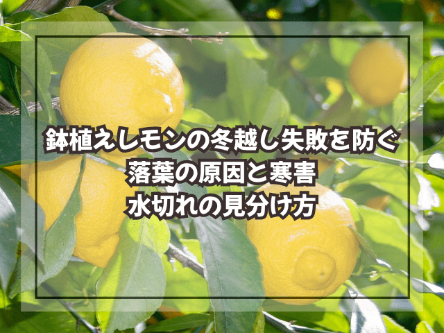 鉢植えレモンの冬越し失敗を防ぐ|落葉の原因と寒害・水切れの見分け方