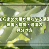 そらまめの葉が黒くなる原因|寒害・病気・過湿の見分け方