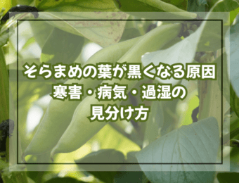 そらまめの葉が黒くなる原因|寒害・病気・過湿の見分け方