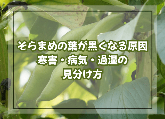 そらまめの葉が黒くなる原因|寒害・病気・過湿の見分け方