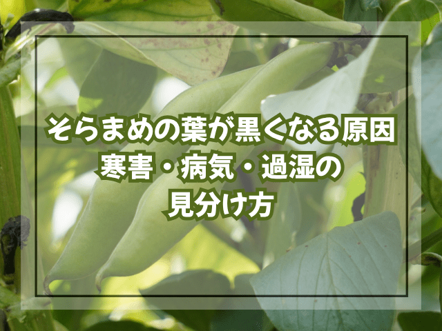 そらまめの葉が黒くなる原因｜寒害・病気・過湿の見分け方