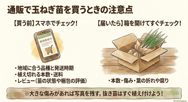 通販で玉ねぎ苗を買うときの注意点