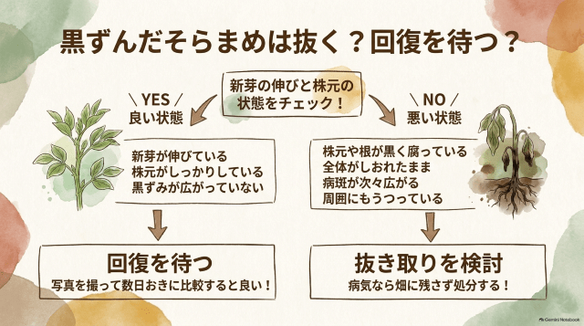 そらまめの葉の黒ずみ原因と対処法