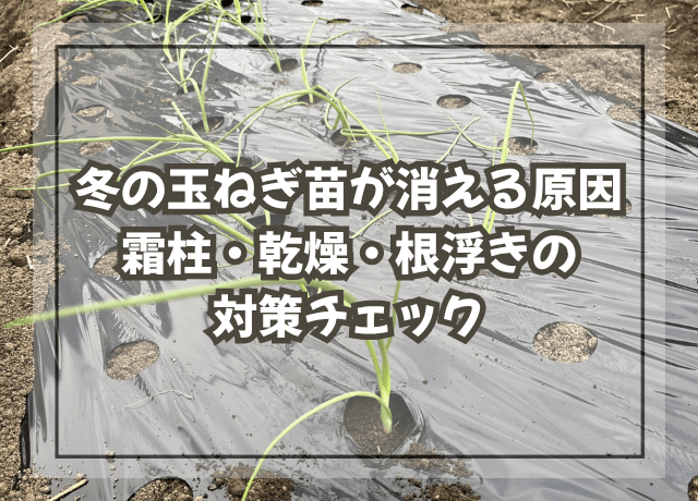 冬の玉ねぎ苗が消える原因|霜柱・乾燥・根浮きの対策チェック