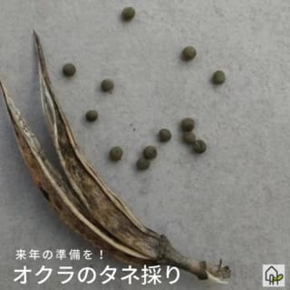 プランターを使った大葉 シソ の育て方 夏から冬まで次々収穫できる栽培方法を伝授 農業 ガーデニング 園芸 家庭菜園マガジン Agri Pick