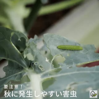 ヨトウムシの駆除と防除の方法 幼虫の食害や成虫の産卵を防ぐ対策法を徹底解説 農薬を使わないエコな方法も紹介 農業 ガーデニング 園芸 家庭菜園マガジン Agri Pick