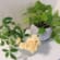 玄関に観葉植物を飾る
