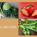 家庭菜園のプロ監修 10月に植えるおすすめ野菜10選 秋まき野菜が充実 農業 ガーデニング 園芸 家庭菜園マガジン Agri Pick