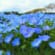 ネモフィラの花
