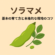 そらまめ基本の育て方と本格的な栽培のコツ